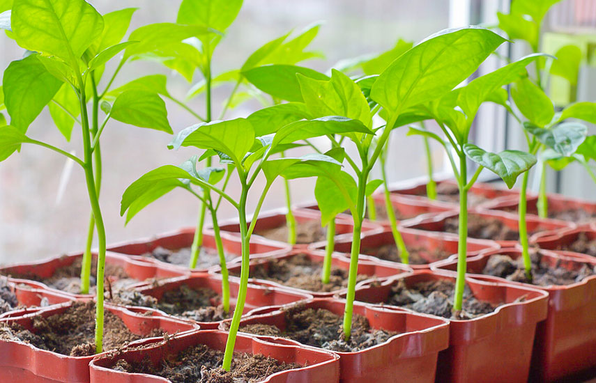 вирощування сіянців перцю
