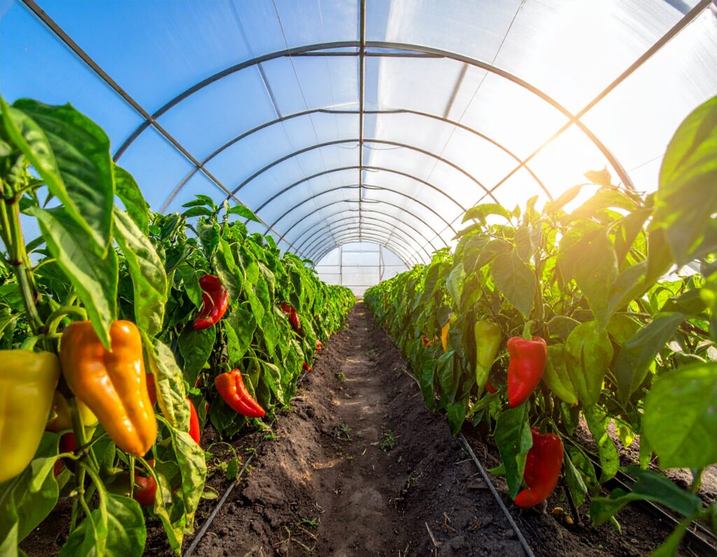 Перець солодкий та гострий в теплиці Перець солодкий та гострий в теплиці