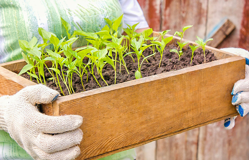 розсада перцю в домашніх умовах