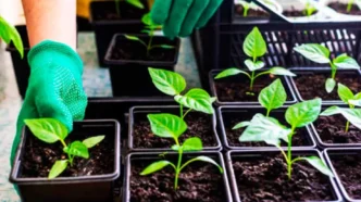 20 секретів міцної розсади перцю в домашніх умовах