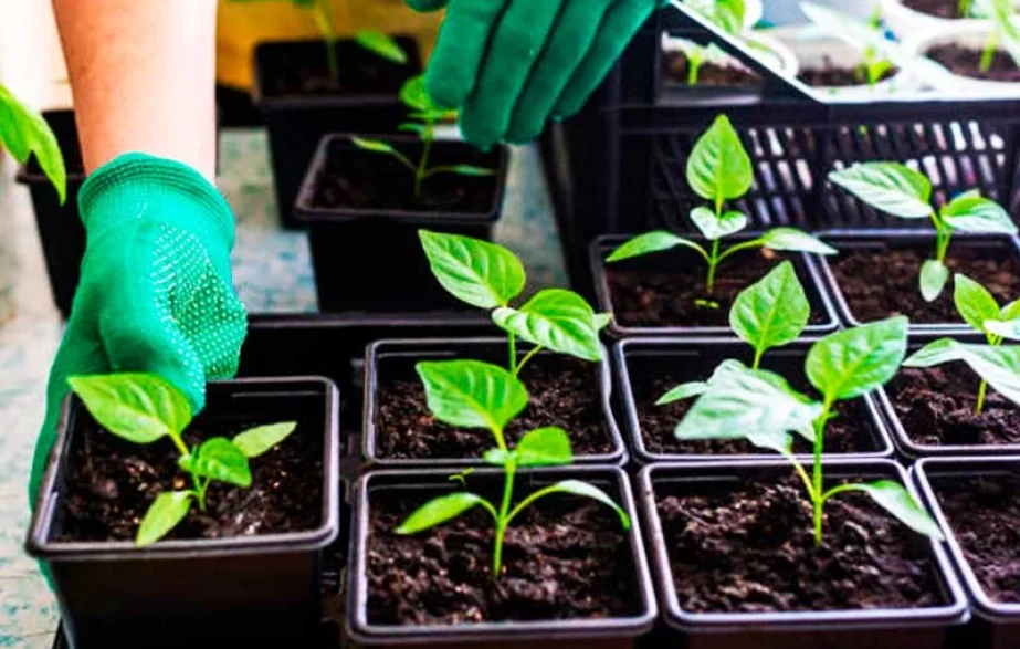 20 секретів міцної розсади перцю в домашніх умовах