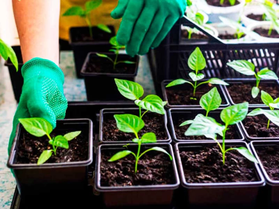 20 секретів міцної розсади перцю в домашніх умовах