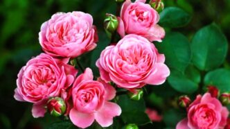 4 ідеальні супутниці троянд посадіть поруч і забудьте про пересадки назавжди