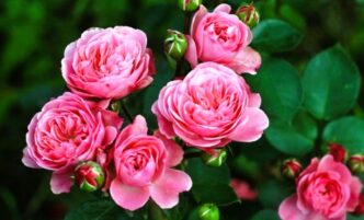 4 ідеальні супутниці троянд посадіть поруч і забудьте про пересадки назавжди