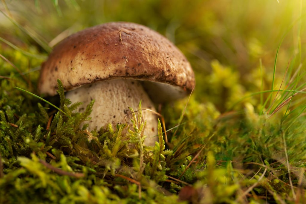 їстивні гриби їстивні гриби