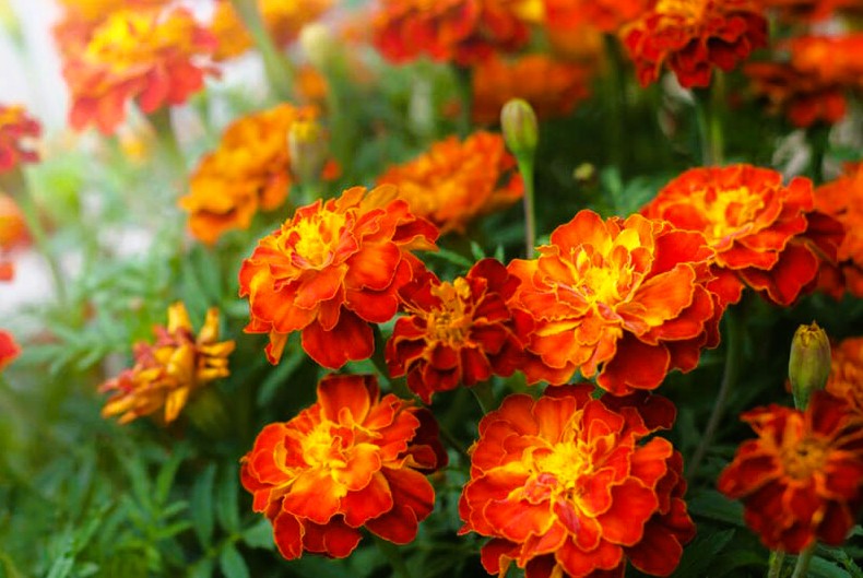 супутниці троянд: посадіть поруч