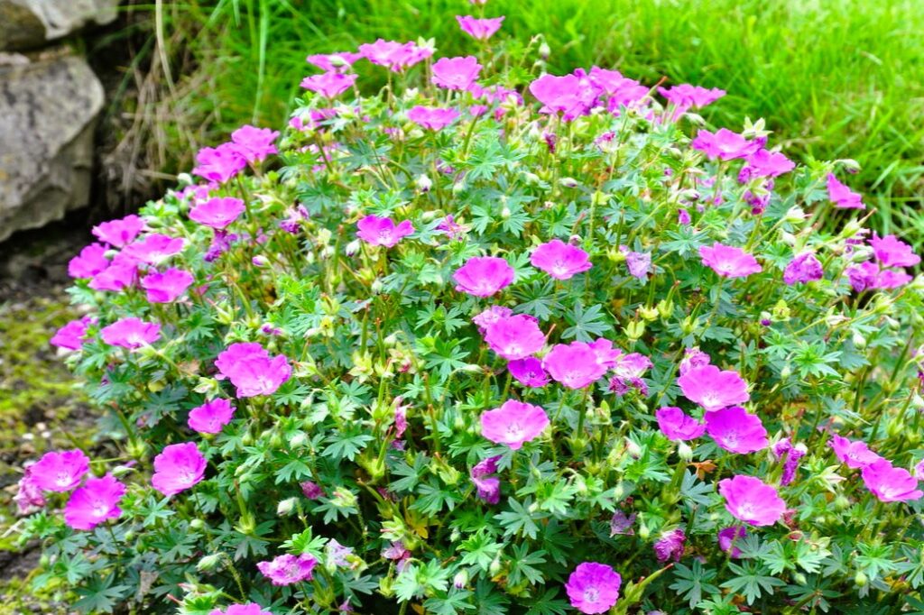 супутниці троянд: посадіть поруч