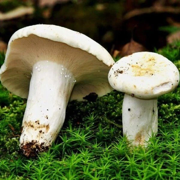 Груздь справжній Груздь справжній