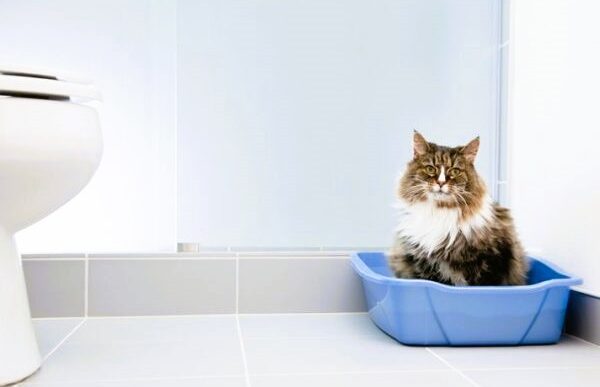 Як відучити кота гадити