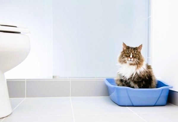 Як відучити кота гадити