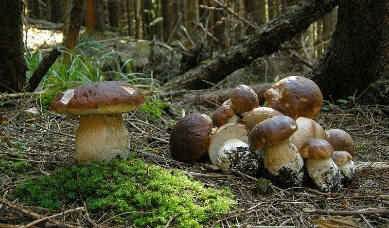 їстівні гриби їстівні гриби