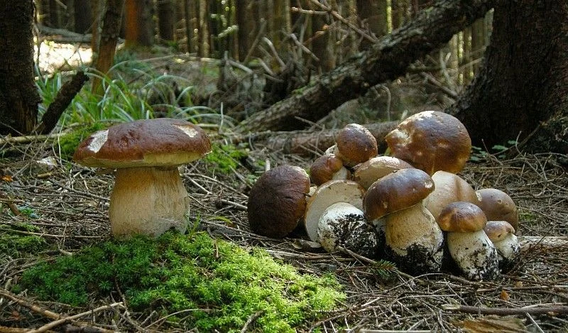 їстівні гриби їстівні гриби
