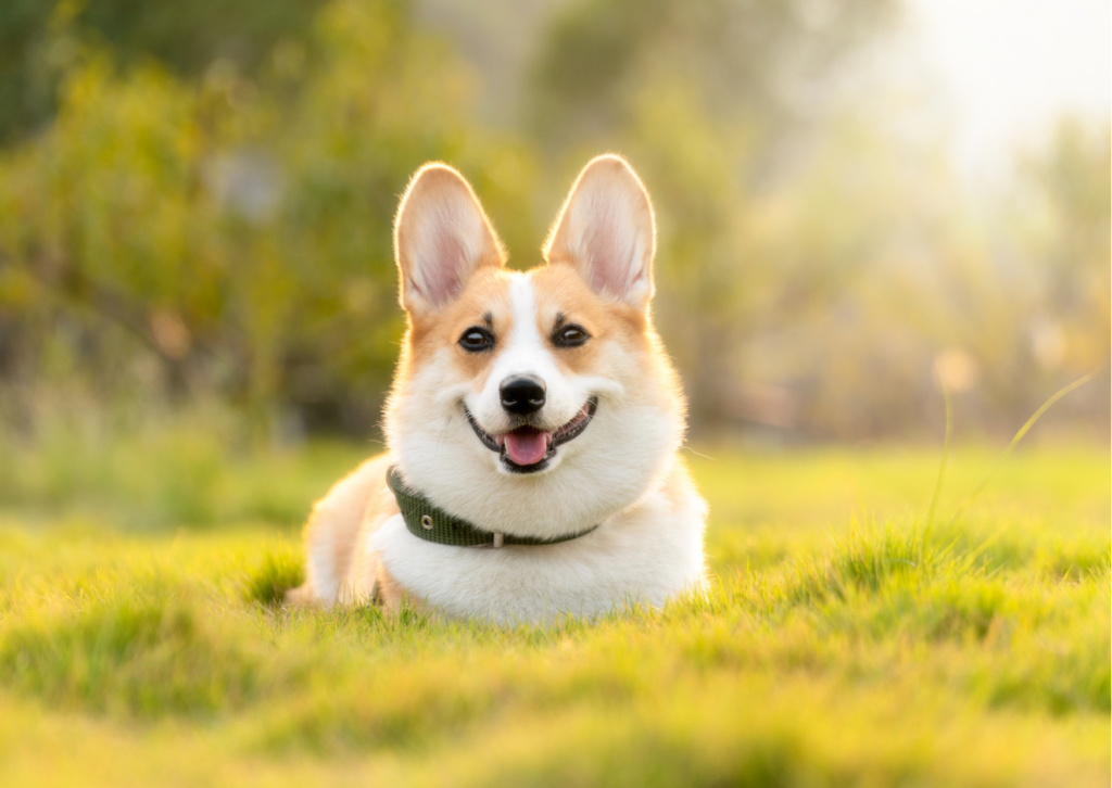 купити коргі