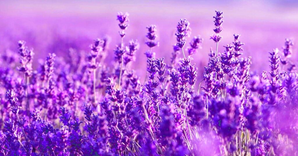 супутниці троянд: посадіть поруч