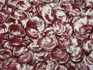 Лімська квасоля