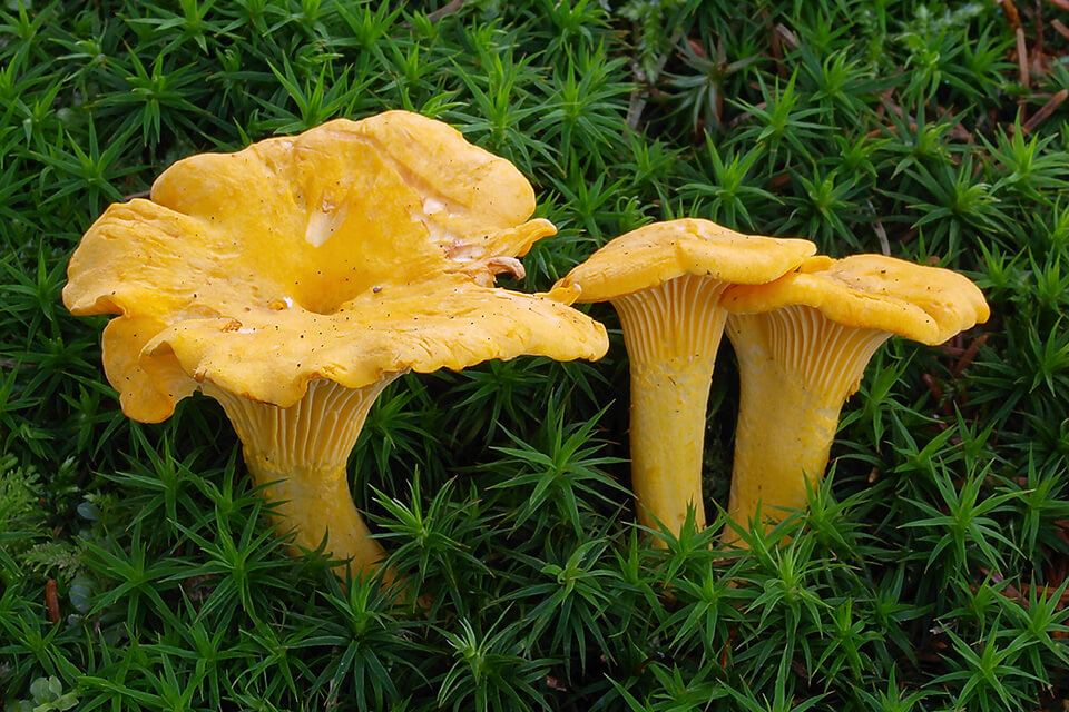 гриби їстивні гриби їстивні