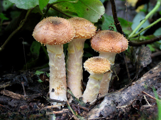 показати їстівні гриби показати їстівні гриби