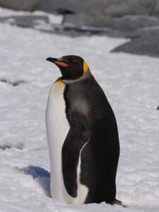 Пінгвін на вернадського