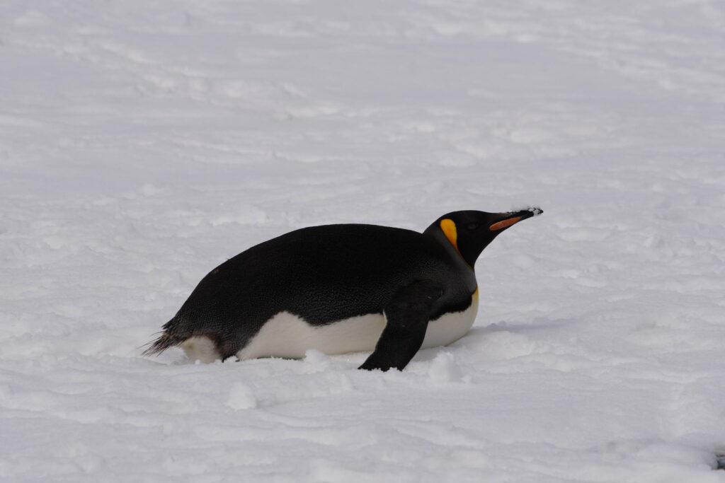 Пінгвін на вернадського Пінгвін на вернадського