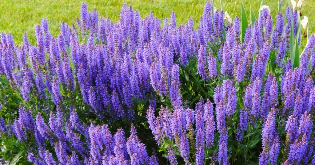 супутниці троянд: посадіть поруч