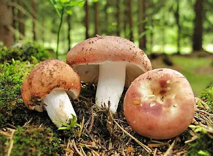 назви грибів назви грибів