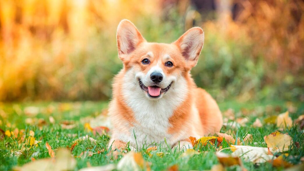 вельш коргі