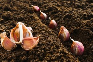 Як садити ярий часник навесні