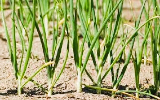 Як садити ярий часник навесні