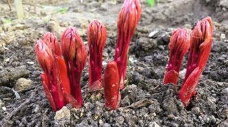 Перше весняне підживлення півоній