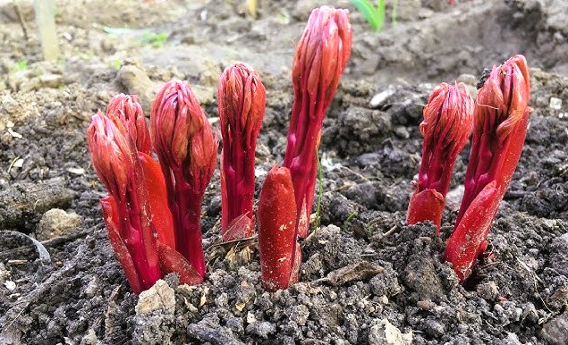 Перше весняне підживлення півоній