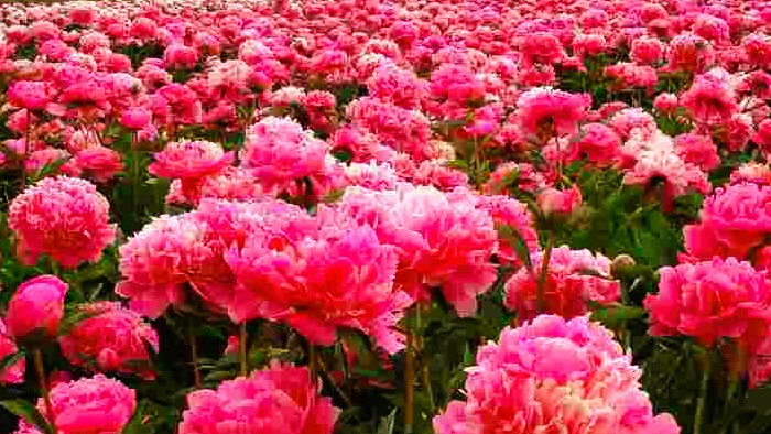 Перше весняне підживлення півоній