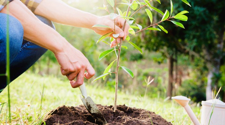 Посадка фруктових дерев навесні