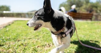 Сигнали стресу у собак: 4 ключові ознаки від кінологів 19