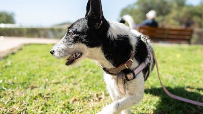 Сигнали стресу у собак: 4 ключові ознаки від кінологів 21