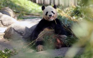 Китай відправляє двох панд у США перед візитом Трампа та Сі Цзіньпіна 41