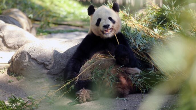 Китай відправляє двох панд у США перед візитом Трампа та Сі Цзіньпіна 11