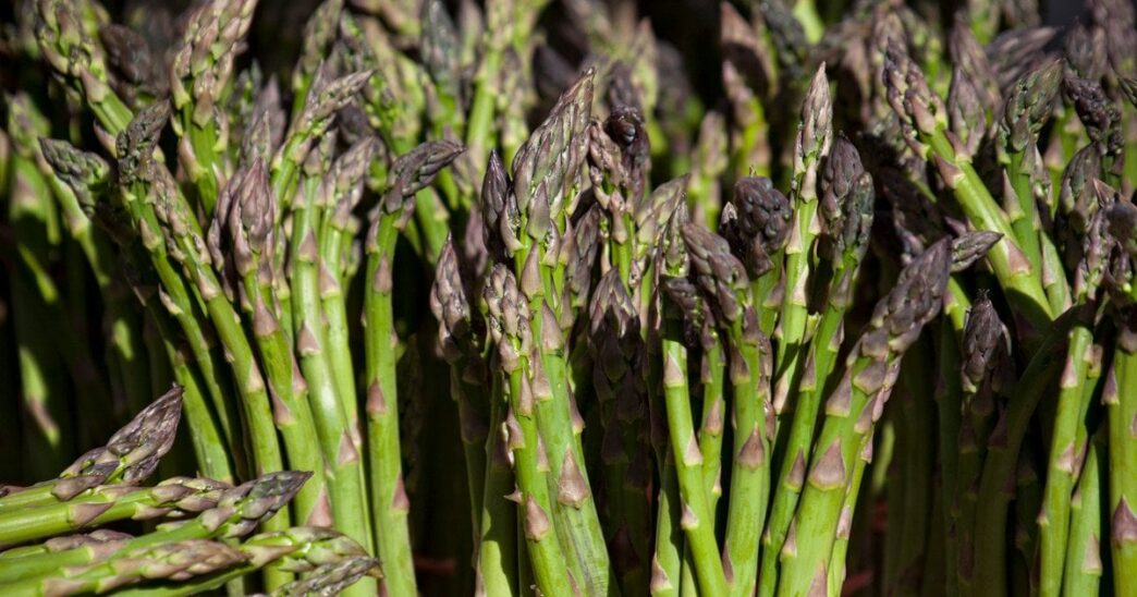 Вирощування спаржі в саду: покрокова інструкція для успішного врожаю 3
