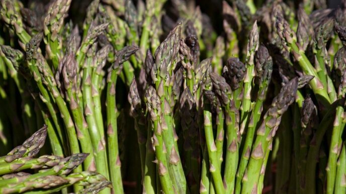 Вирощування спаржі в саду: покрокова інструкція для успішного врожаю 7