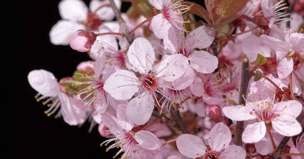 День ангела 24 квітня 2026 р.: імена, їхнє значення та привітання 3