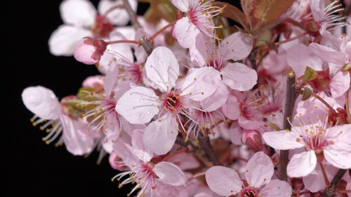 День ангела 24 квітня 2026 р.: імена, їхнє значення та привітання 7