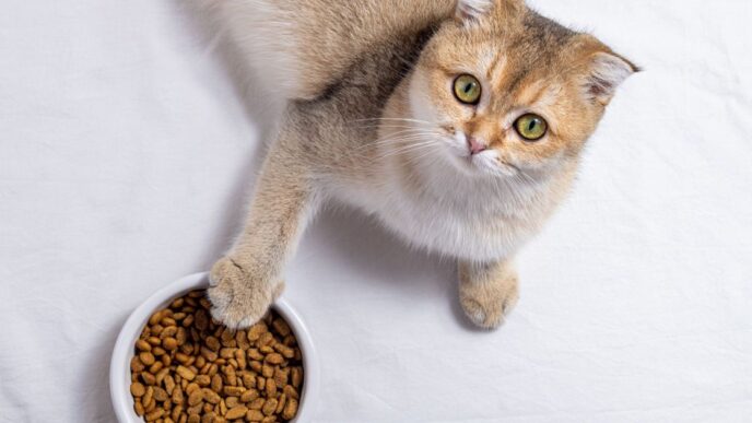 Сухий корм для котів: ризики для здоров’я і як їх уникнути 7