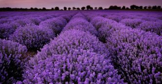 Лаванда в квітні: 5 важливих завдань для розкішного цвітіння 1
