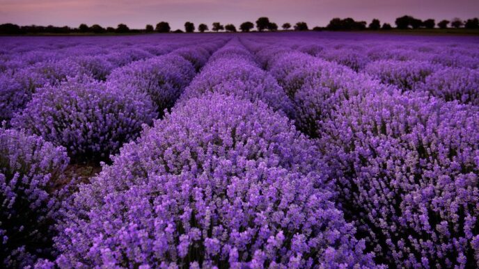 Лаванда в квітні: 5 важливих завдань для розкішного цвітіння 5