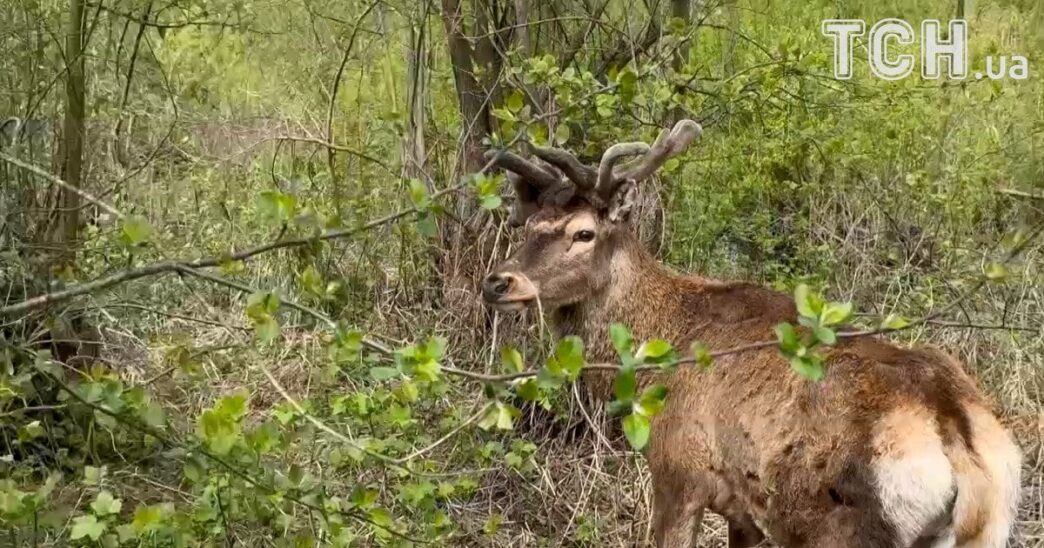 Олень Борис знайдений: стан після ДТП і перспективи 3