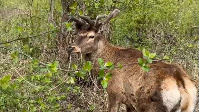 Олень Борис знайдений: стан після ДТП і перспективи 7
