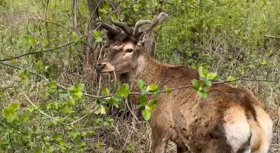 Олень Борис знайдений: стан після ДТП і перспективи 73