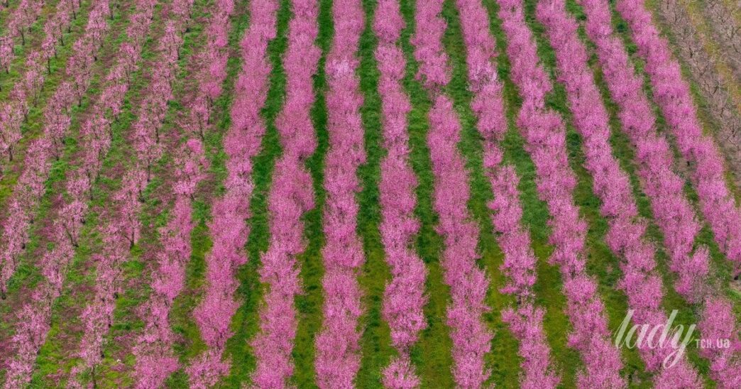 Оптимальна відстань між фруктовими деревами для здорового врожаю 3