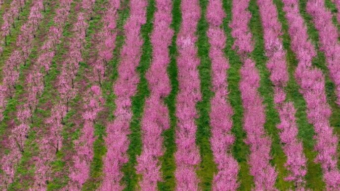 Оптимальна відстань між фруктовими деревами для здорового врожаю 7