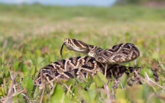 Отруйні гадюки в Україні: види, ареали та рекомендації з уникнення укусів 5