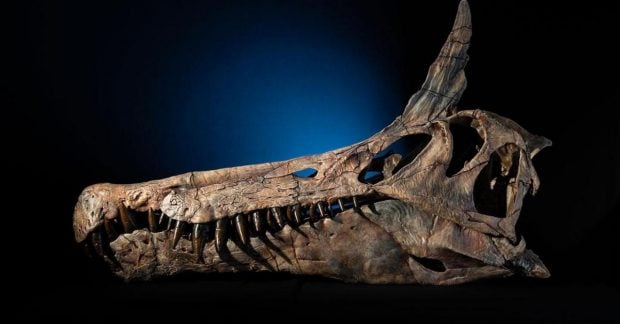 Новий вид спінозавра з масивним гребенем виявлений у пустелі Сахара 27